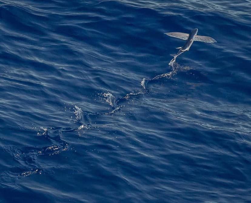 Unauth title GDNHKrVT